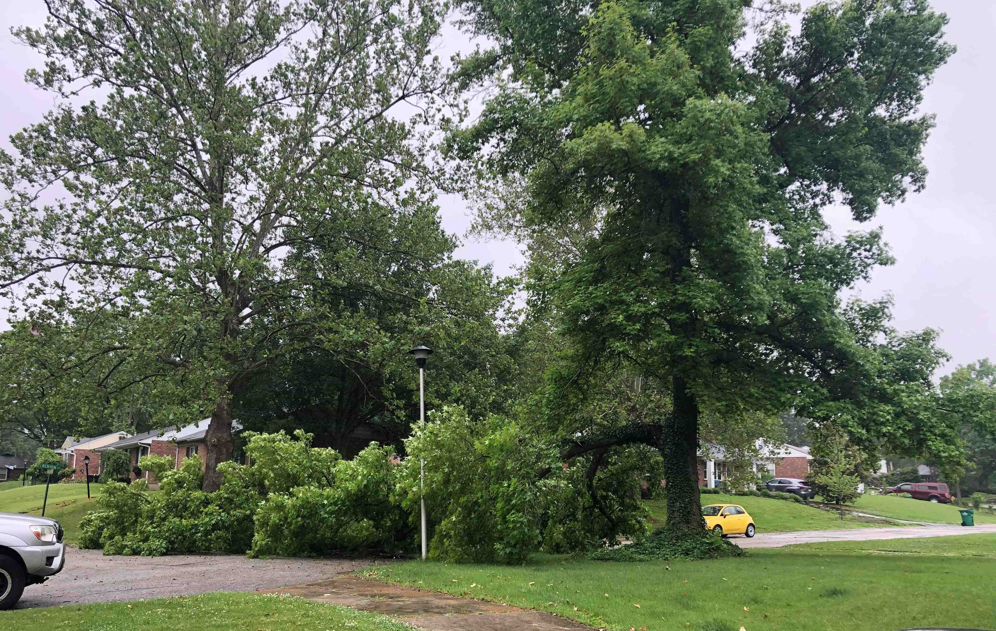 2020-06-09 Kenyon Tree limb down.jpg